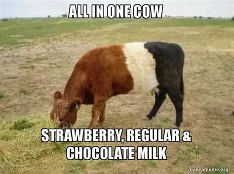 Where Chocolate Milk Comes From | Funny animal jokes, Cows funny, Farm ...