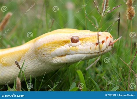 Burmese Python Snake stock photo. Image of head, bivittatus - 7517982