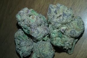 Tropic Thunder | Marijuana Strain Reviews | AllBud