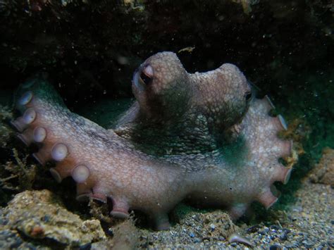 The octopus is a cephalopod mollusc of the order Octopoda. | Cephalopod, Octopus, Mollusk