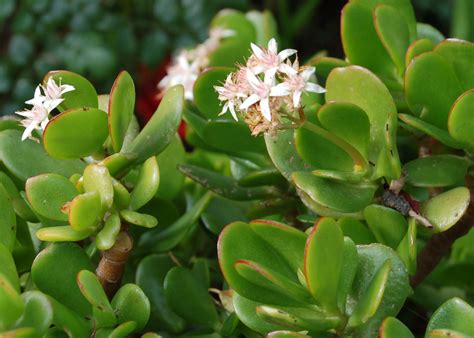 Home And Garden : Crassula ovata