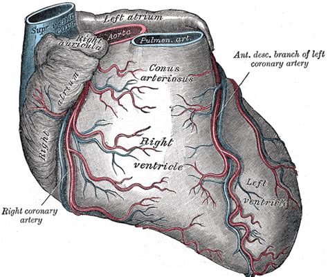 Coronary circulation - wikidoc