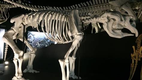 Dinosaurs and megafauna in the limelight at Perth Concert Hall | Western Australian Museum