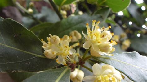 Bay laurel flowers - Laurus nobilis - Lárviður - Pottaplanta - Sígræn ...