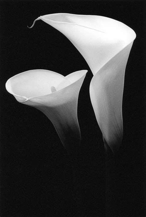 white calla lily - Clip Art Library
