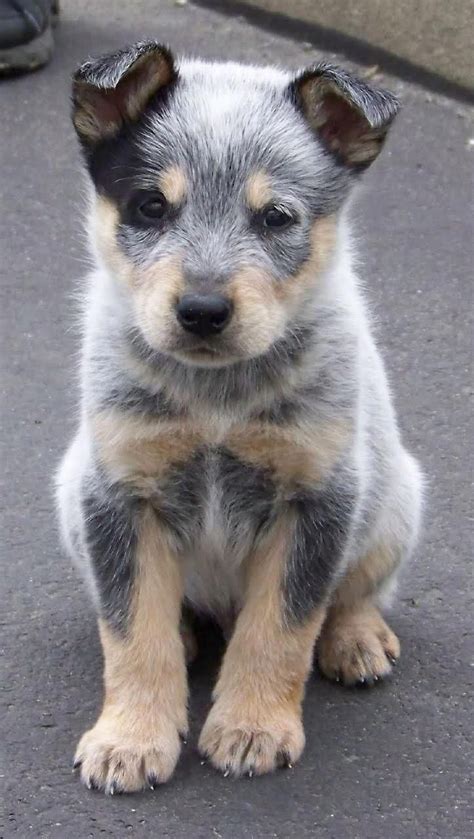 blue heeler puppy. my dad wanted one of these dogs, maybe next time im ...