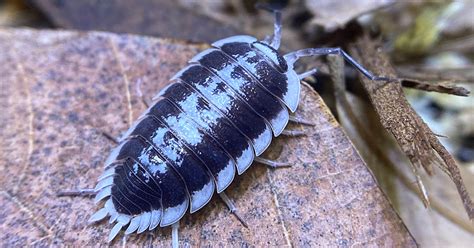 Isopod Care | How to Care for Isopods - Housing, Feeding and Breeding