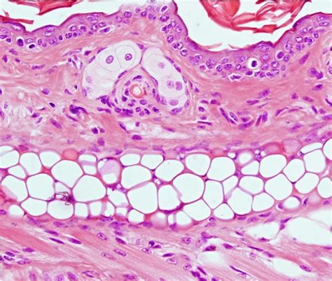 Histologia: Tejido Cartilaginoso