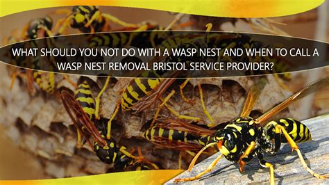 How to Get rid of Wasps? Wasp Nest Removal Tips - Pest Control Bristol