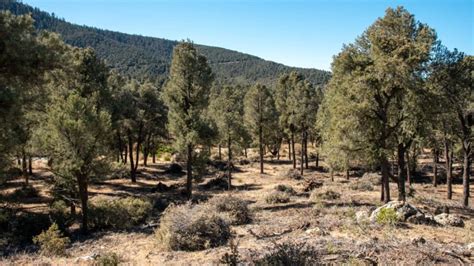 Singleleaf Pinyon Pine | Los Padres ForestWatch