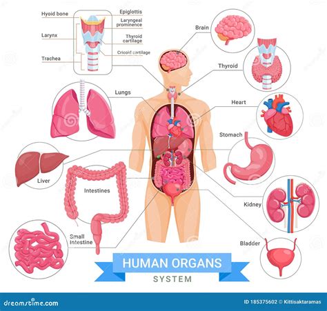 Human Organ System Vector Illustrations Stock Vector - Illustration of heart, brain: 185375602