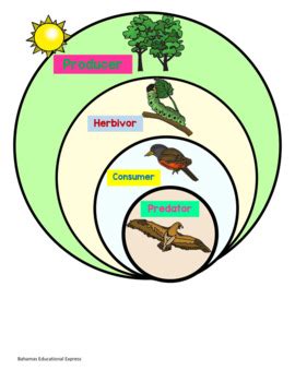Land Food Chain by Bahamas Educational Express | TPT