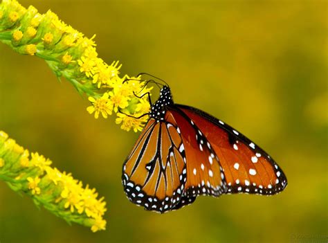 50 Beautiful Butterfly and Bird Wallpapers - Simple Help