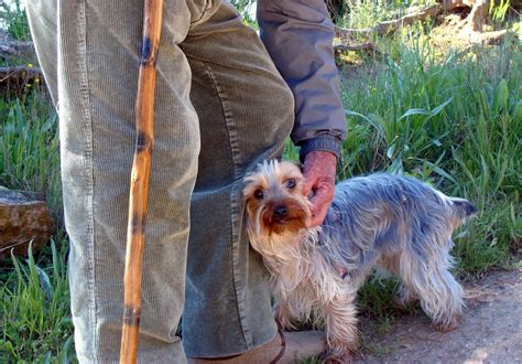 Small But Mighty: The Best Small Dogs For Senior Citizens - Elder Proofing