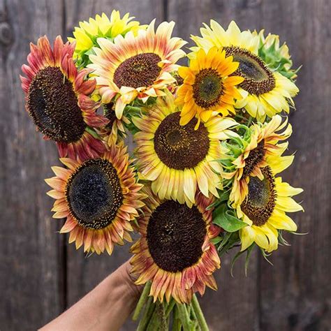 Colors That Go With Sunflowers | lupon.gov.ph