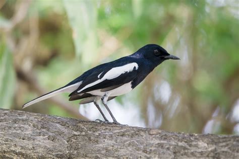 Oriental magpie-robin (Copsychus saularis)