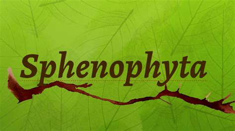 Sphenophyta by kevin leopoldo robert baltazar on Prezi