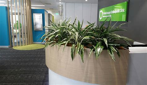 Hire Indoor Office Plants Green Work Spaces - Tropical Plant Rentals