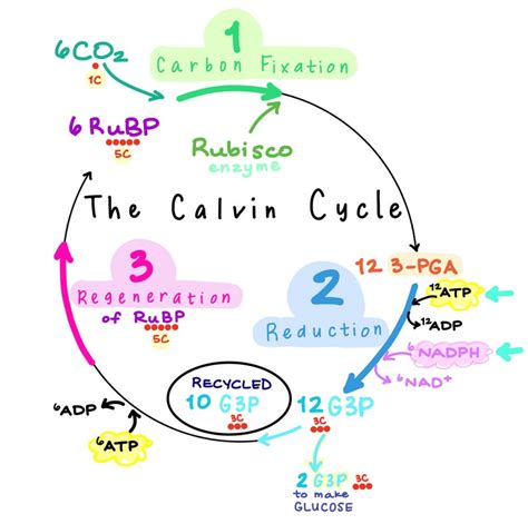 Photosynthesis the Calvin Cycle Full Step by Step - Etsy