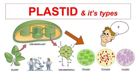 Plastid & It's Types || Chloroplast, Chromoplast, Leucoplast || Fundamental Unit of ...