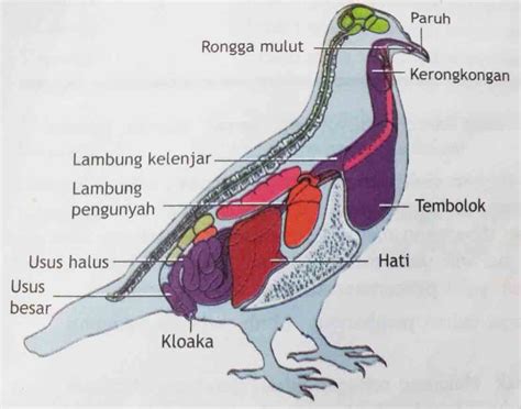 Organ Dan Sistem Organ Pada Hewan - Homecare24