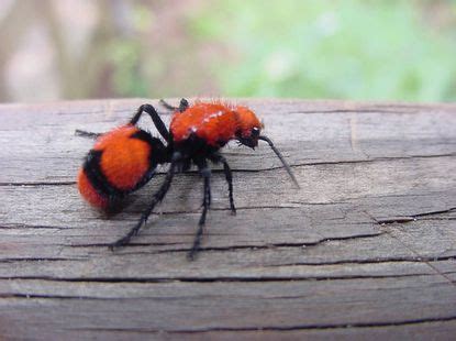 Red Velvet Ant Facts, Sting, Size, Habitat, Lifespan, Pictures