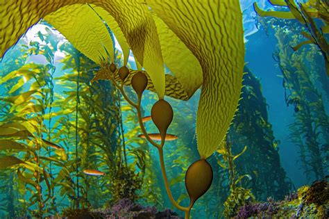 thisiscolossal: Sunlight Illuminates Undulating Kelp Forests in Underwater Photographs by ...