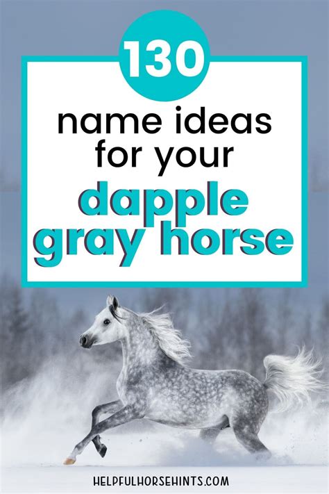 130+ Dapple Gray Horse Name Ideas for Males & Females - Helpful Horse Hints