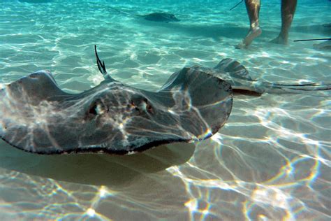 Stingray City - Grand Cayman - Stingray City Sandbar - Valley of the Rays