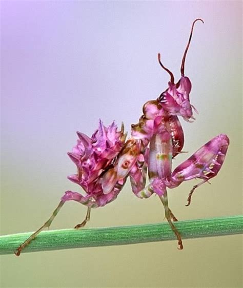 Orchid praying mantis | Orchids Galore | Pinterest | Insects, Beautiful ...