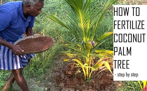 Organic Fertilizer for Coconut tree