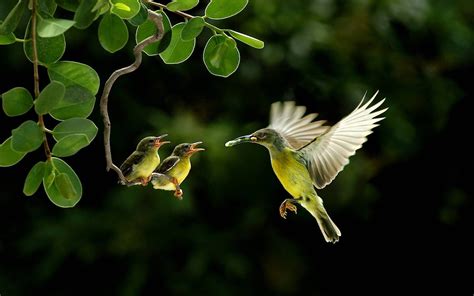 Nature Info: most beautiful birds ..........