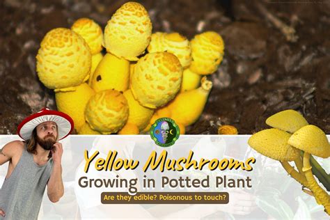 Yellow Mushroom in Houseplant: Is it Edible? Poisonous to Touch?