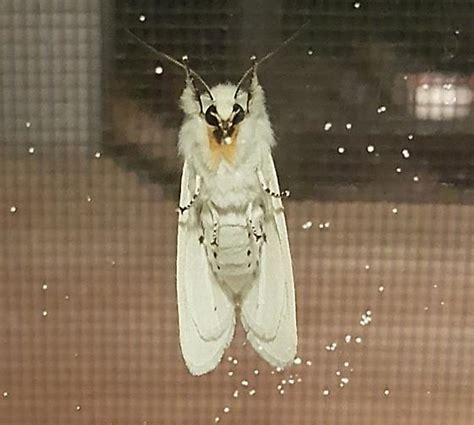 White fuzzy moth, spot on each wing - BugGuide.Net