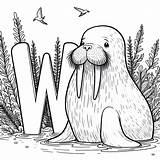 Walrus With Letter W Coloring Page sketch template