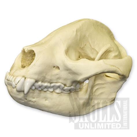 $270 Giant Panda Skull (Bone Clones) | Skull, Panda habitat, Giant panda