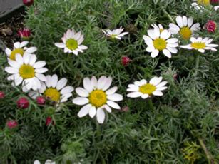 Anacyclus pyrethrum, Pellitory, Akarkara - Uses and Benefits