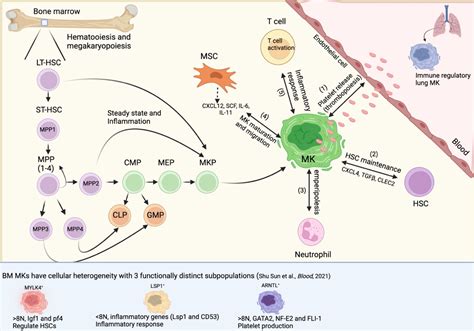 Frontiers | Megakaryocyte Diversity in Ontogeny, Functions and Cell-Cell Interactions