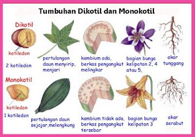 Tumbuhan Dikotil dan Monokotil, Ciri-ciri beserta Contohnya ~ Juragan Les