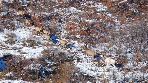 Rare piebald elk spotted in Colorado | 9news.com