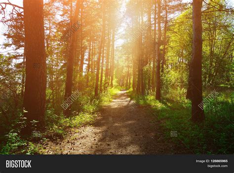 Forest Sunny Landscape Image & Photo (Free Trial) | Bigstock