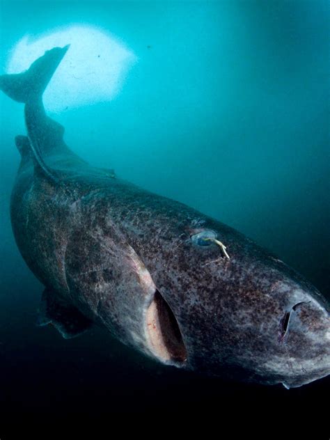 🔥Oldest Greenland Shark is believed to be upwards of 512yrs old ...