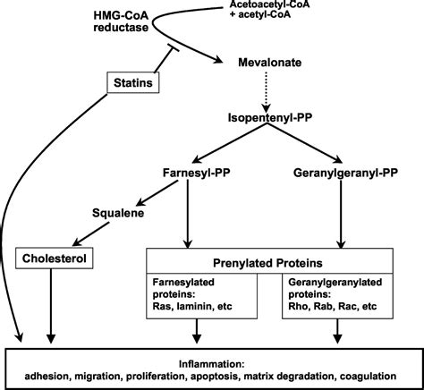 Inflammation, Immunity, and HMG-CoA Reductase Inhibitors | Circulation