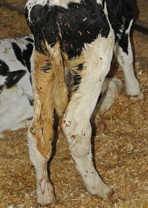 Cryptosporidium parvum regularly associated with diarrhea in Ontario calves - CalfCare.ca