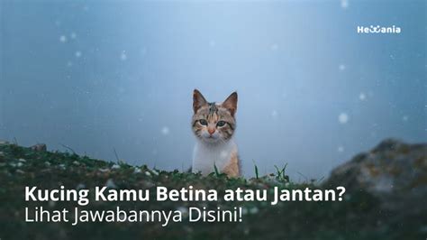 Jangan Salah, Ini Cara Menentukan Jenis Kelamin Kucing yang Benar ...