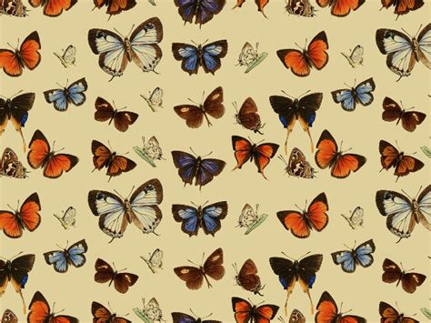 Beautiful butterfly wallpaper examples to put on your desktop background