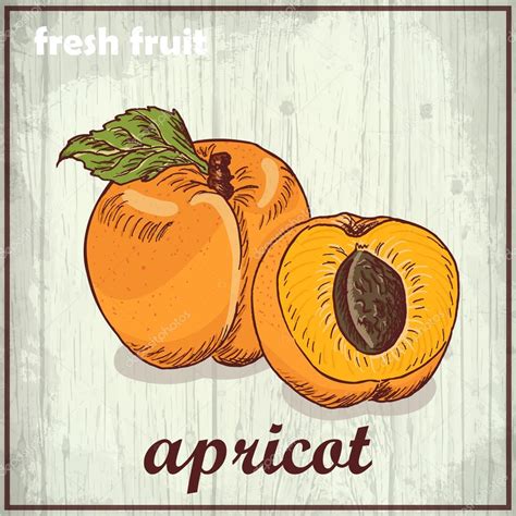 Hand drawing illustration of apricot. Fresh fruit sketch background ...