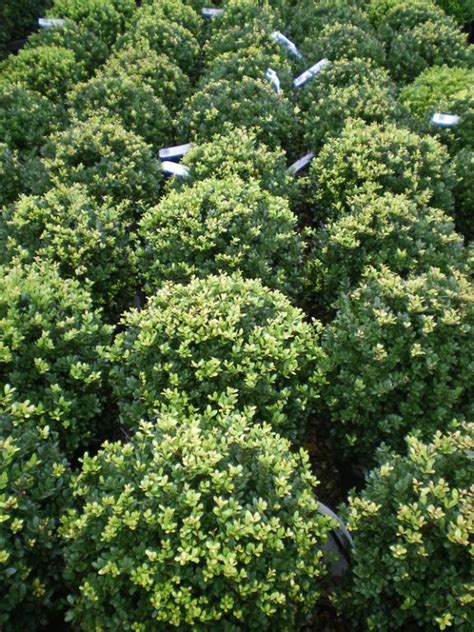 Ilex crenata 'Dark Green' BALL - Factsheets - Provender Nurseries - Wholesale Nursery in Swanley ...