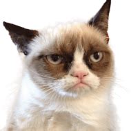 grumpy cat looking right PNG image with transparent background png - Free PNG Images in 2021 ...