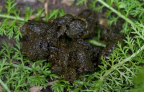 Backyard Animal Poop Identification – Most Common Types - Pure Pest Control